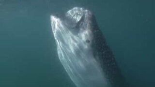 Whale shark shows off its enormous mouth