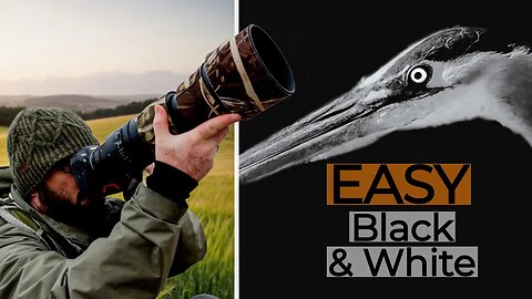 SIX Easy BLACK AND WHITE Wildlife Photography TIPS for STUNNING photos ANYONE can do!