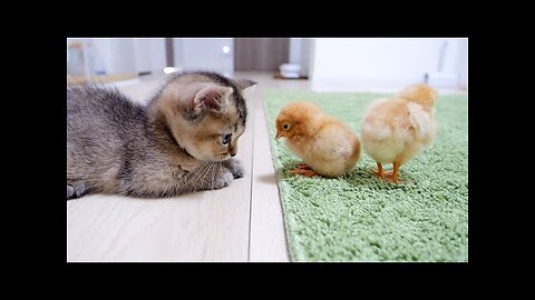 Kitten Kiki greets a tiny chicks for the first time