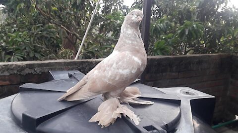 Lahore Pigeon-2021