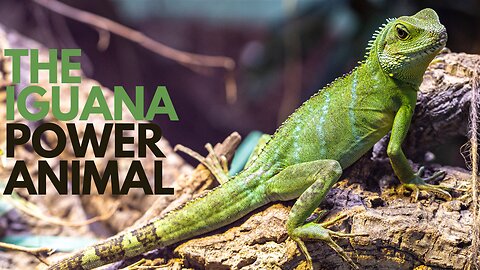 The Iguana Power Animal