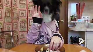 Dog has exceptional table manners