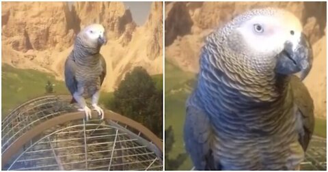 A positive and singing parrot!
