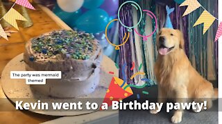 Kevin Went to a Birthday Party! #dogvideos #birthdayparty #CoupledUp