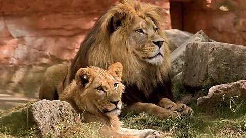 A Wild Encounter with Lions at the Zoo