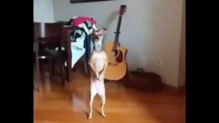 Dog stands on hind legs when it wants food