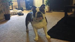 English Bulldog tries to catch fart noises