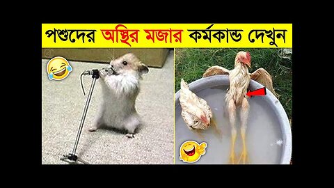 Funny Animals Video 2022 Bangla Countdown