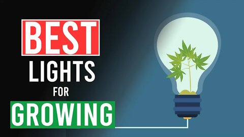 Best Lights for Growing Cannabis!