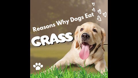 Reasons Why Dogs Eat Grass