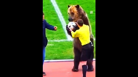 A bear in the stadium A cat in the stadium Animal on the football pitch Gato negro en el camp nou