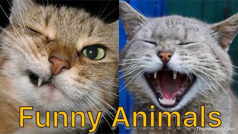 Best funny animal online videos