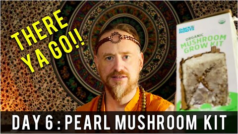 Day 6: Organic Pearl Oyster Mushroom Grow Kit (14 days to Harvest) Sustainability | How To Review