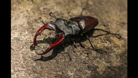 The beetle in nature