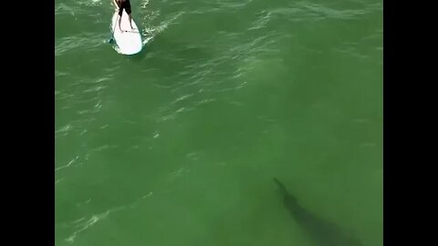 Great white Shark in Florida in deep sea minding its own business🦈