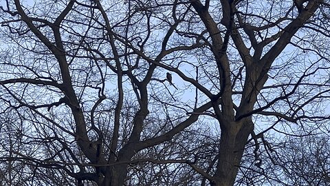 Rough-legged Hawk Humber River in December