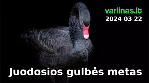 Varlinas tiesiogiai - 2024 03 22 - Juodosios gulbės metas