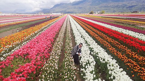 Tulip festival in Abbotsford 🌷🌷2024