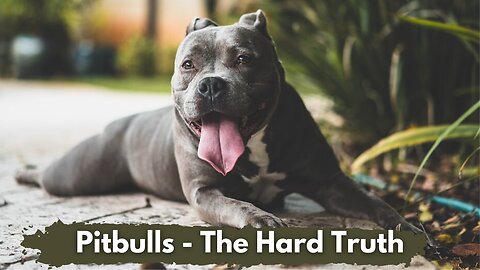 Time To Talk About How Pitbulls REALLY are - All About The