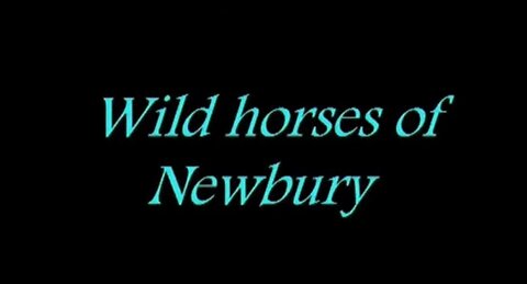 Wild Horses of Newbury 1996 (suomiteksti)
