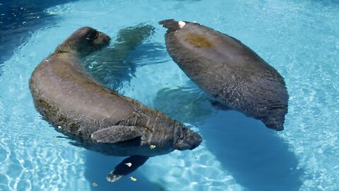 SeaWorld Ramps Up Care For Threatened Florida Manatees