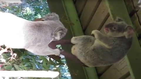 Crazy Koala Fight