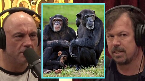 Mysterious Elements of Communication among Chimps | JRE