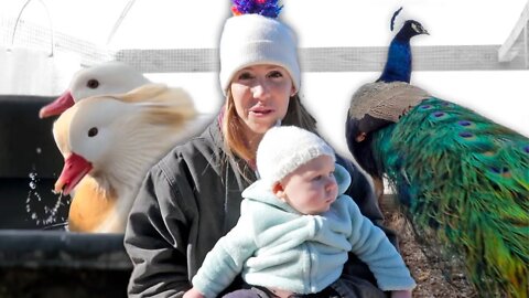 Why do we have EXOTIC BIRDS on our farm? The Frozen Farm Tour