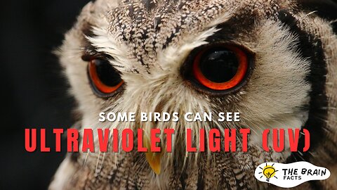 Some birds can see ultraviolet lights (UV) #viral #birds #subscribe #youtube