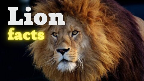 20 interesting facts about LIONS