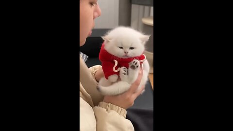 Cute 💕🥰 cat 😺 and funny animals😹😃😂🎉