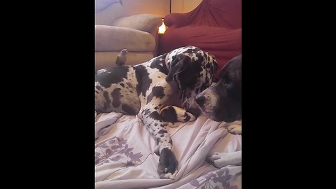 Unlikely animal friendship between dogs, parrot and guinea pig