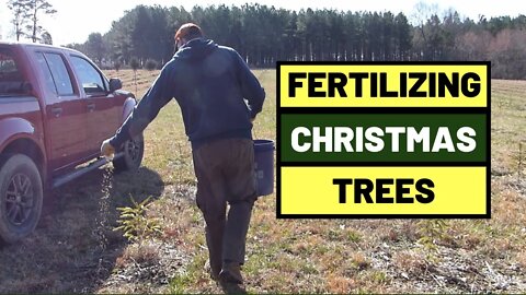 #111 Growing Christmas Trees - First Time Fertilizing New Seedlings