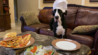 Great Danes Enjoy Pizza & Cubans After Prepping For Florida Hurricane