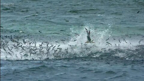 Shark hunting sardine in human's neighborhood 😲😲