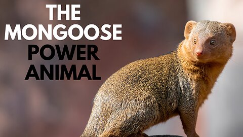 The Mongoose Power Animal