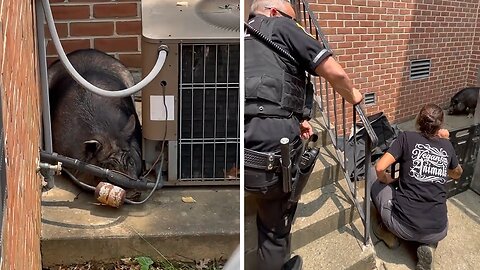 Police rescue runaway pig