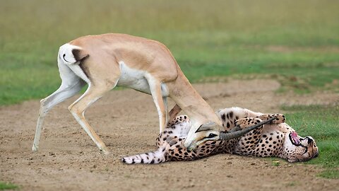-Grant’s Gazzele Take Down Cheetah With Horns, ,Cheetah Hunt Imapala Fail