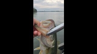 Largemouth on topwater