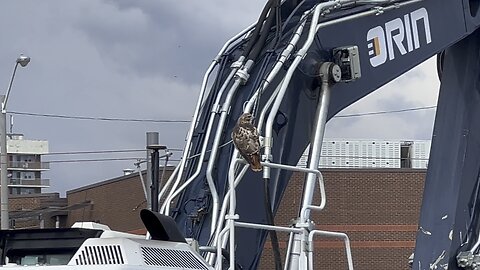 Rough Legged Hawk changes location again