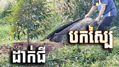 ការបកស្បៃដើម្បីដាក់ជី / How to fertilize durian (December 6, 2020)