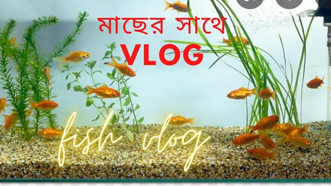 vlog with fishes