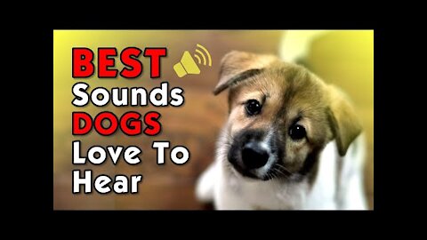 Best Sounds Your Dog Loves