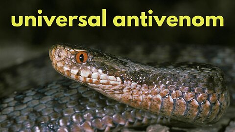Universal Antivenom: A Breakthrough in Snakebite Treatment