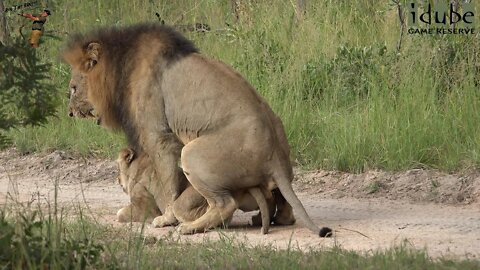 WILDlife: Horny Lion Roadblock?
