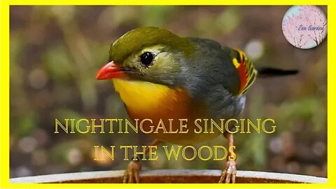 NATURE SOUNDS🐦 THERAPY White Noise 🌳- Happy Song of Nightingale #asmr