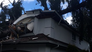 Giant Tree Crashes Through House During Windstorm in Vancouver