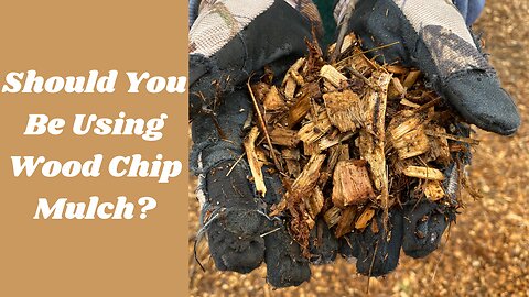 Should You Be Using Wood Chips In Your Garden?