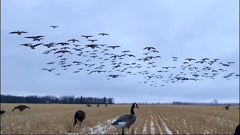 Covered in Lesser Canada Geese in Western Manitoba, Canada