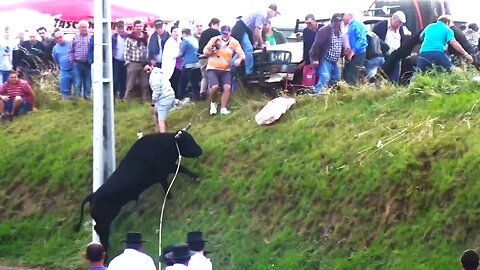 Best Funny Vídeos With Bulls - Clip6/2015 - Terceira Island Bullfights - Azores